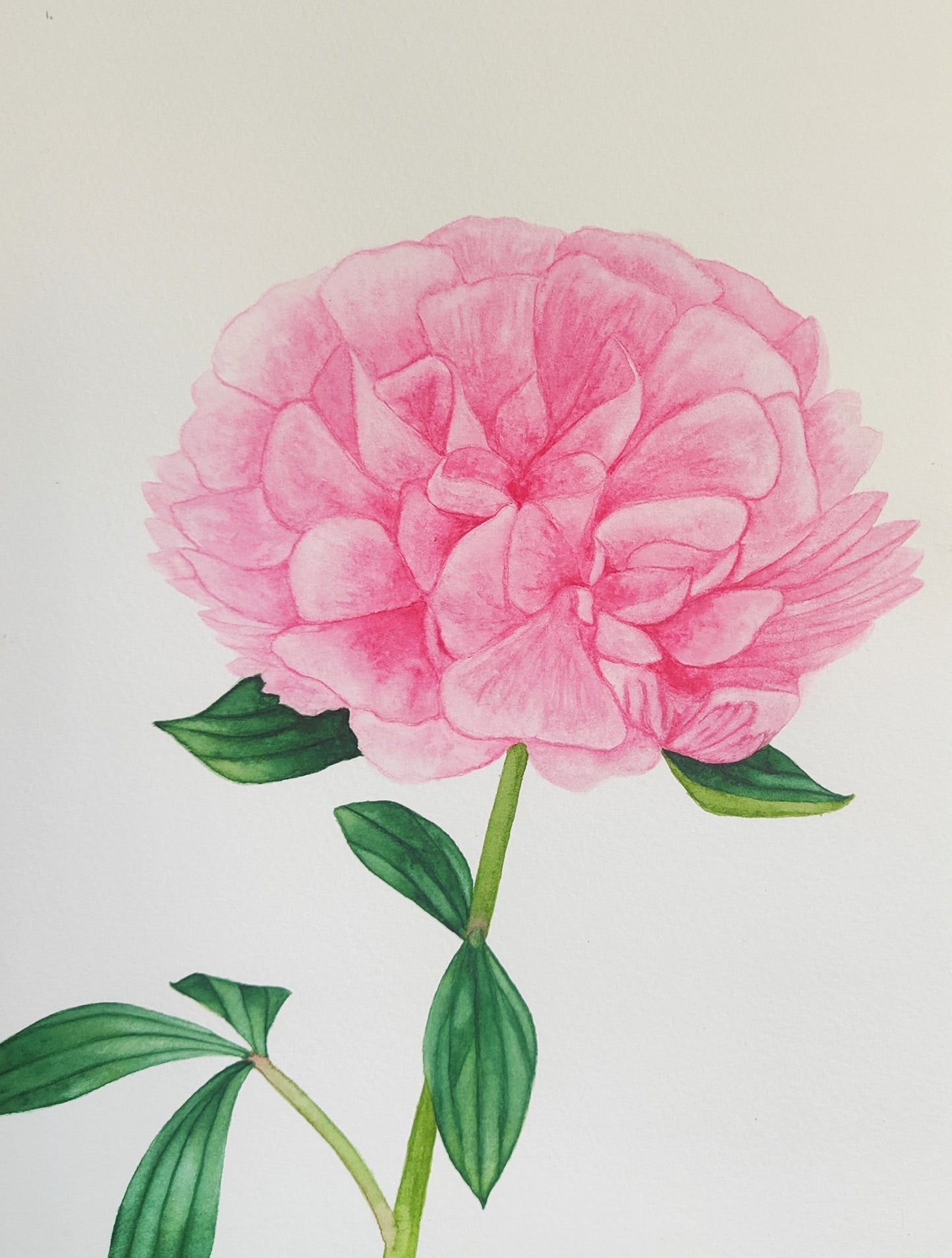 Peony