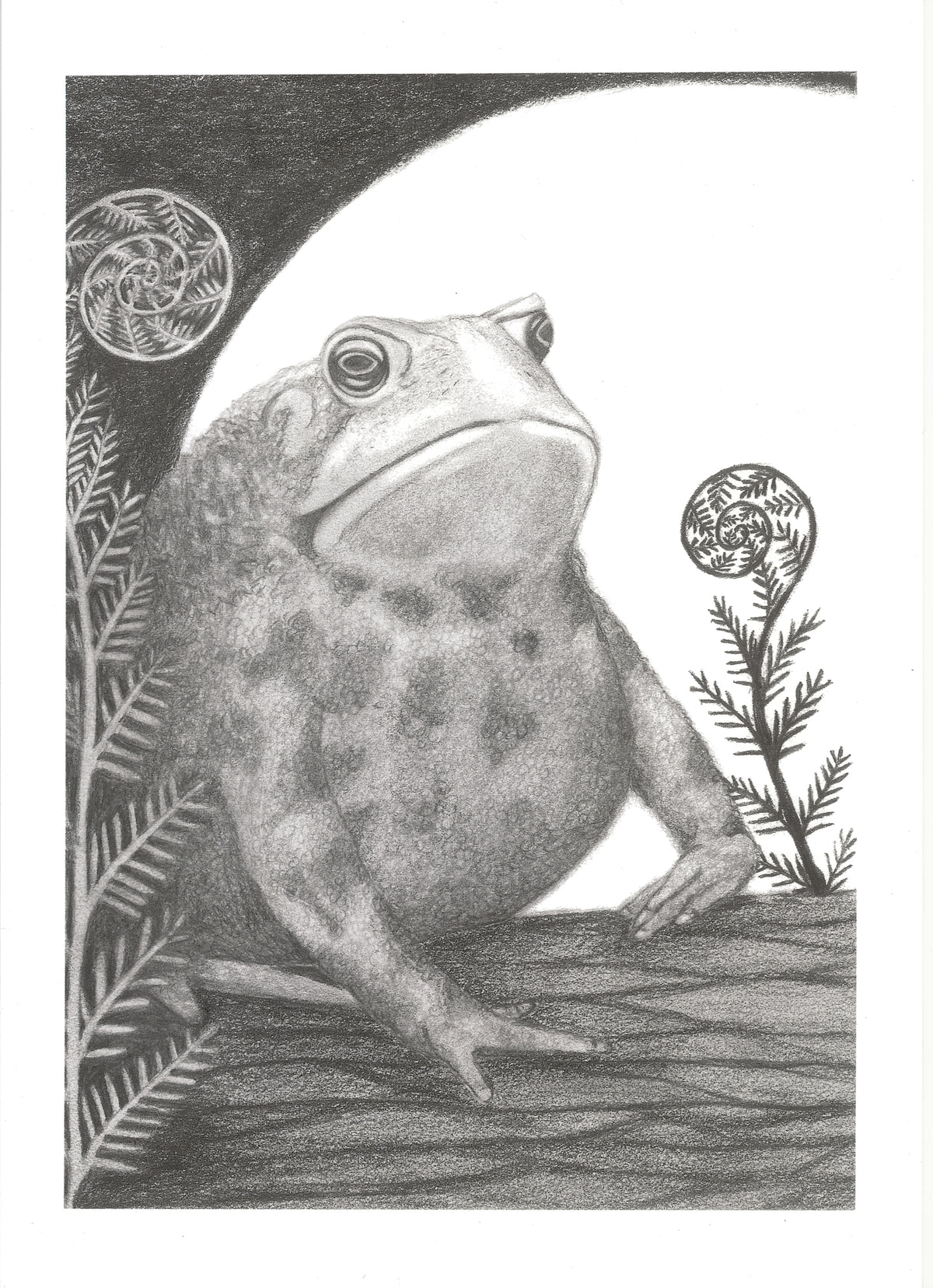 Toad by Full Moon